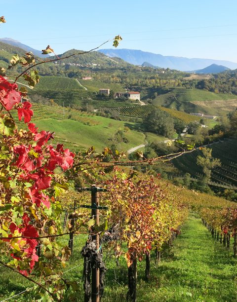 Prosecco hills