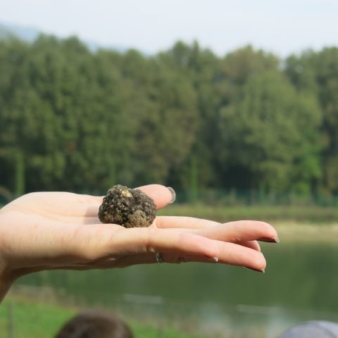 Black truffle
